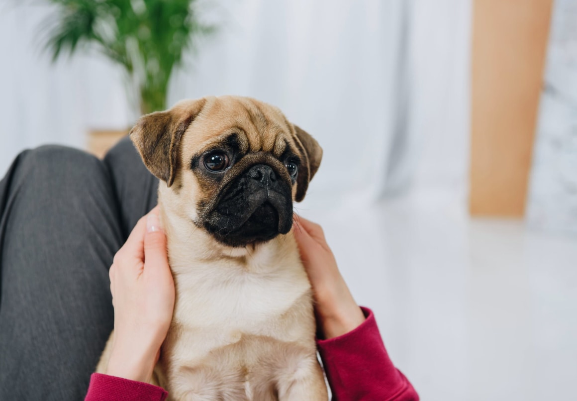 Mopshond kleine hond die niet blaft