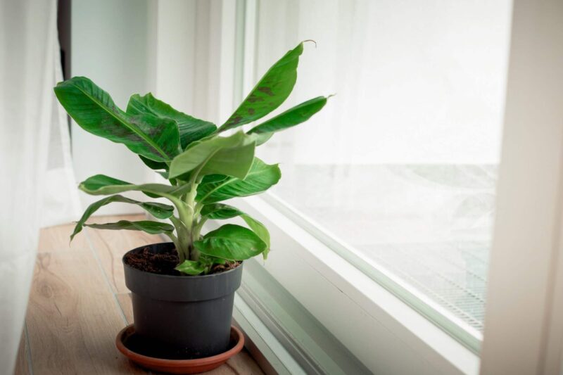 Musa bananenplant verzorgen ws01v01 1248801884 scaled