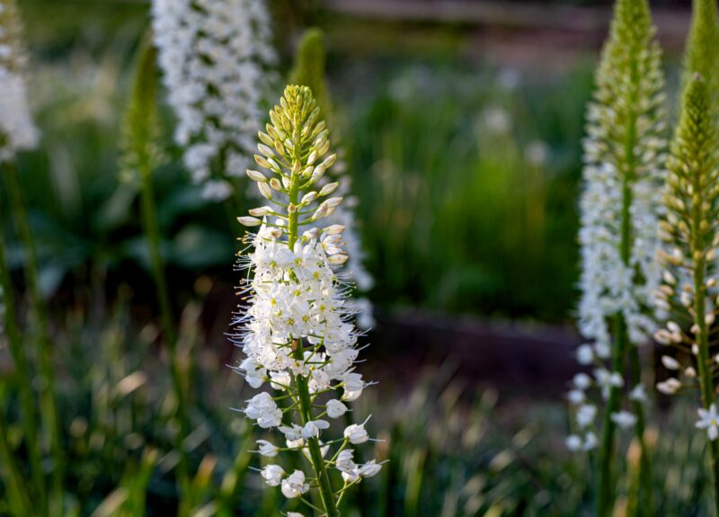 Naald van Cleopatra planten en verzorgen