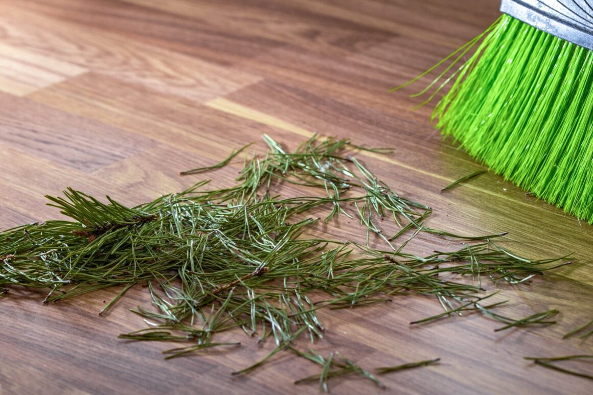 Naalduitval kerstboom voorkomen