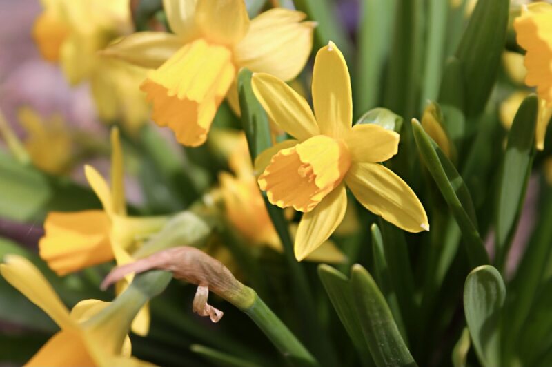 Narcissen planten verzorgen ws01v02 3504577 scaled