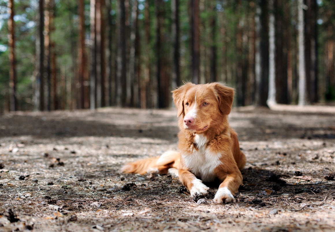 Nova Scotia hond buiten in het bos