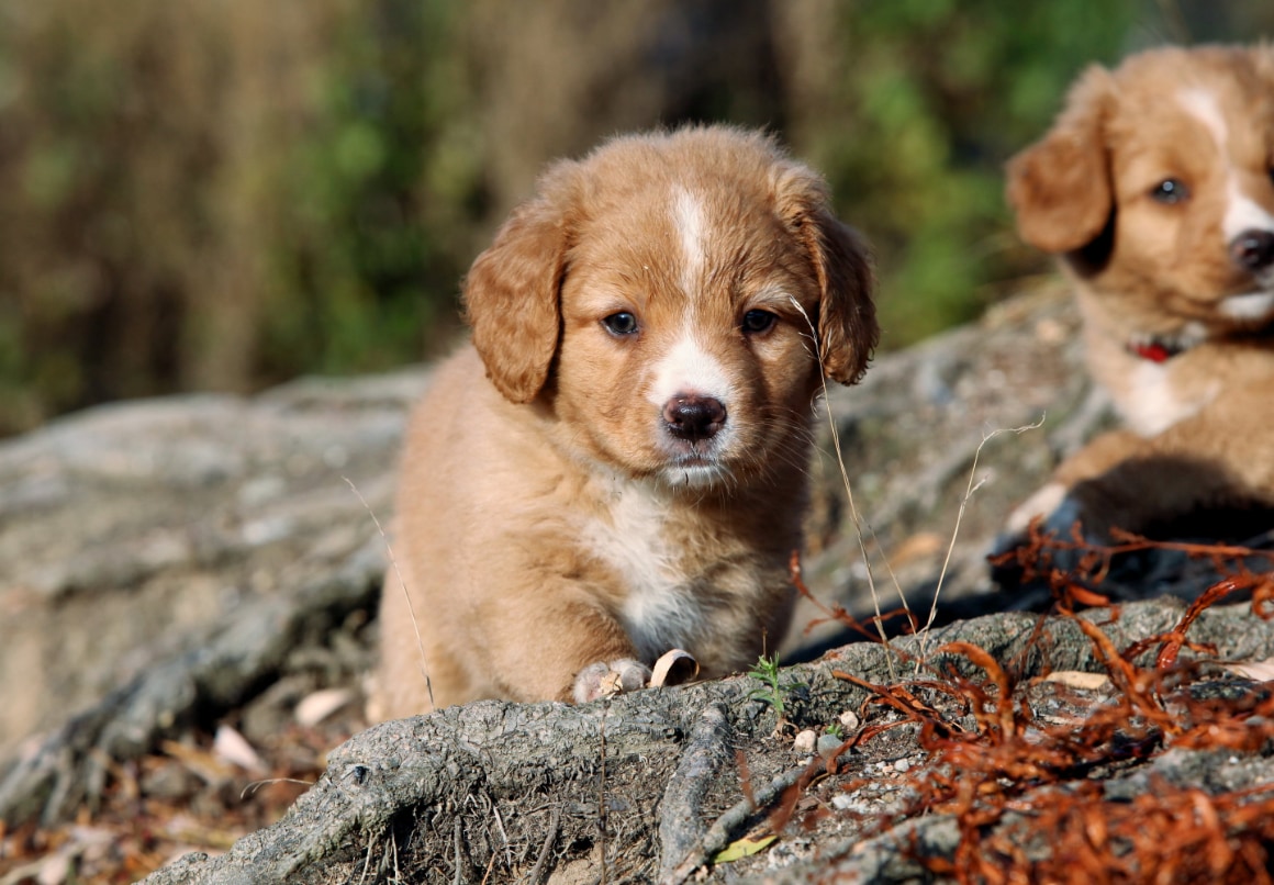 Nova Scotia pups buiten in het bos