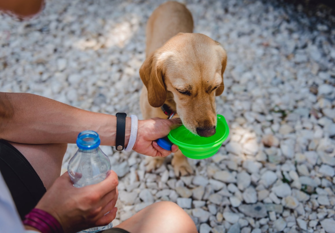 Hond water drinken tijdens de reis op vakantie