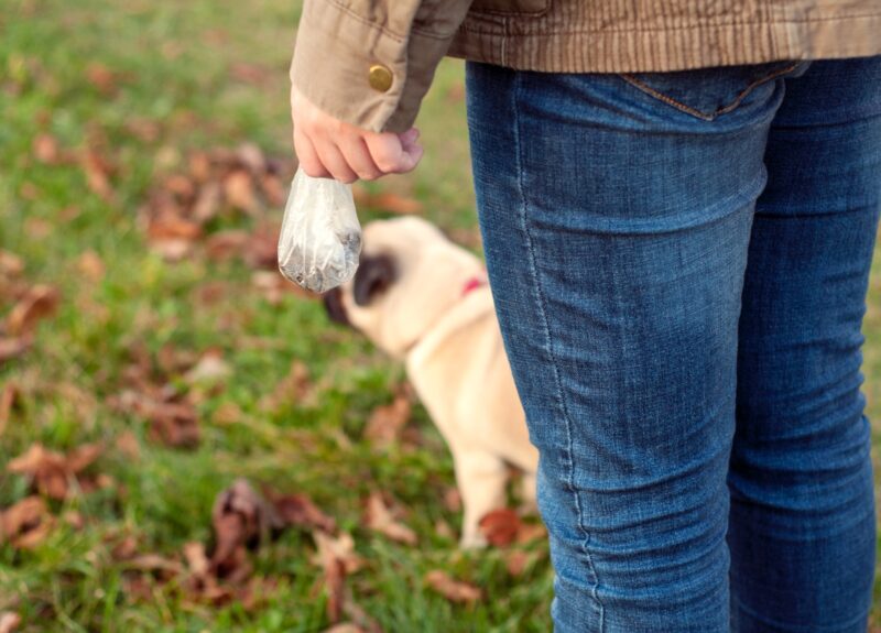 De ontlasting van je hond te zacht? Dit is waarom