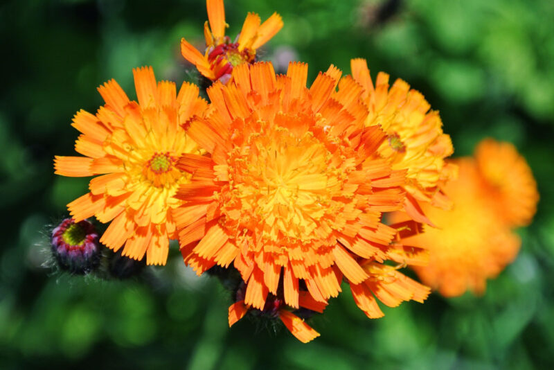 Oranje havikskruid–hieracium aurantiacum 1