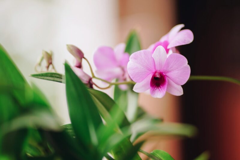 Orchidee verzorgen ws01v02 4505967 scaled