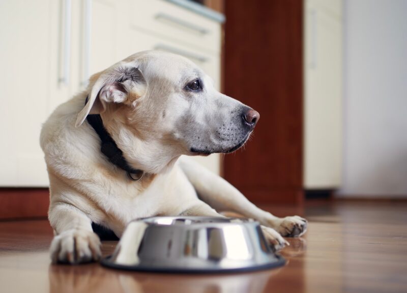 Oude hond eet niet: dit zijn mogelijke oorzaken