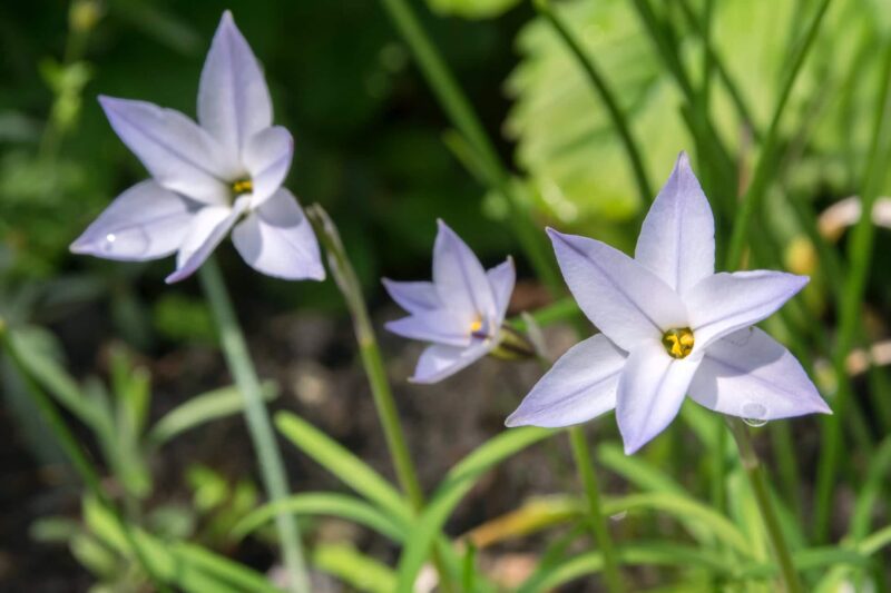 Oude wijfjes planten verzorgen ws01v02 227057524
