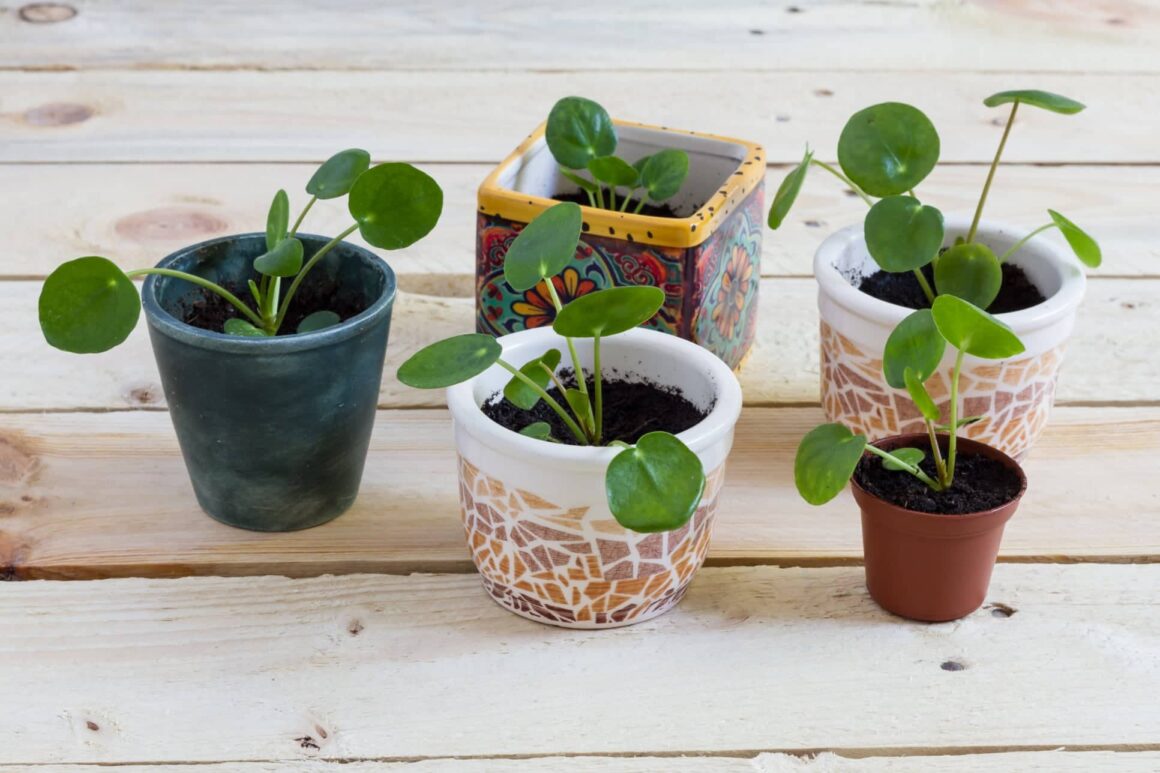 De Pilea of Pannenkoekplant in verse potgrond