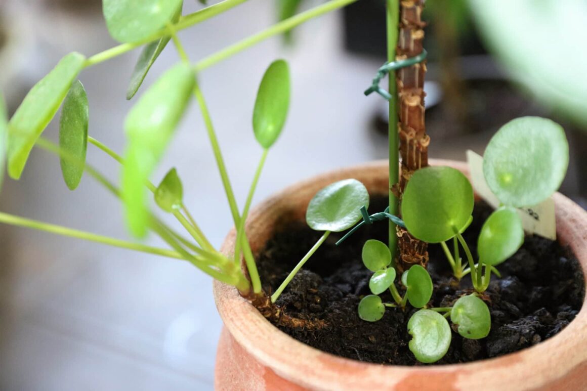 Pilea of pannenkoek plant stekken met nieuwe scheuten bij stam