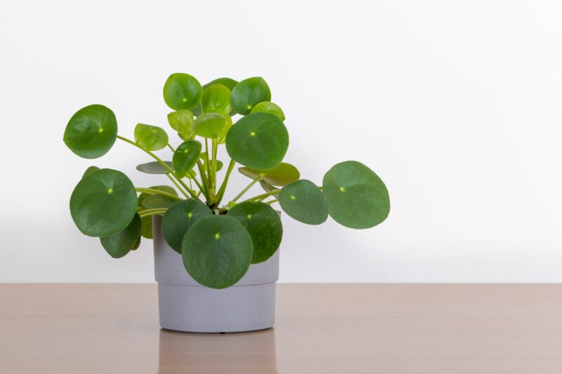 Pilea pannenkoekplant verzorgen ws01v01 1263431303