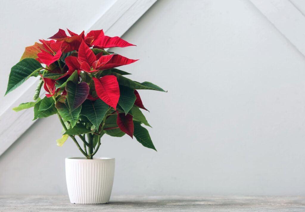 Poinsettia giftig voor kat