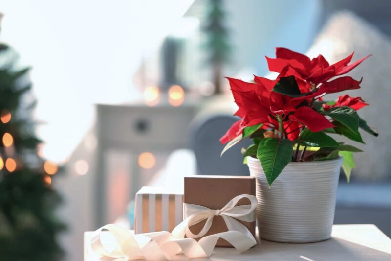 Poinsettia kerstster verzorgen ws01v01 1156682487