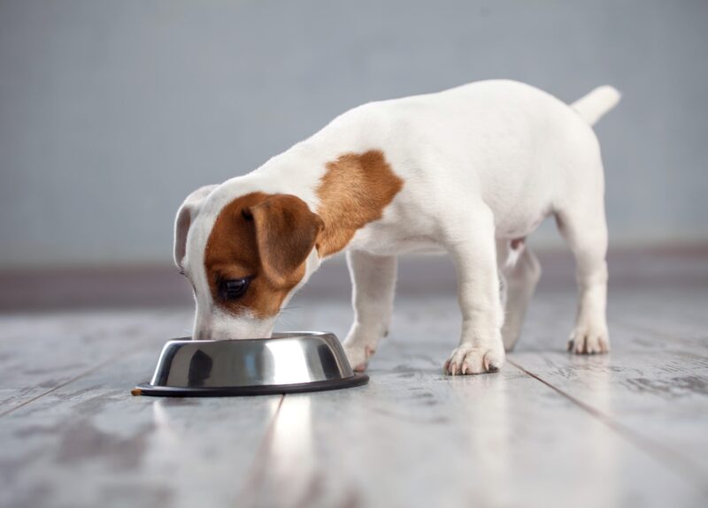 Dé 10 beste probiotica voor honden in 2023