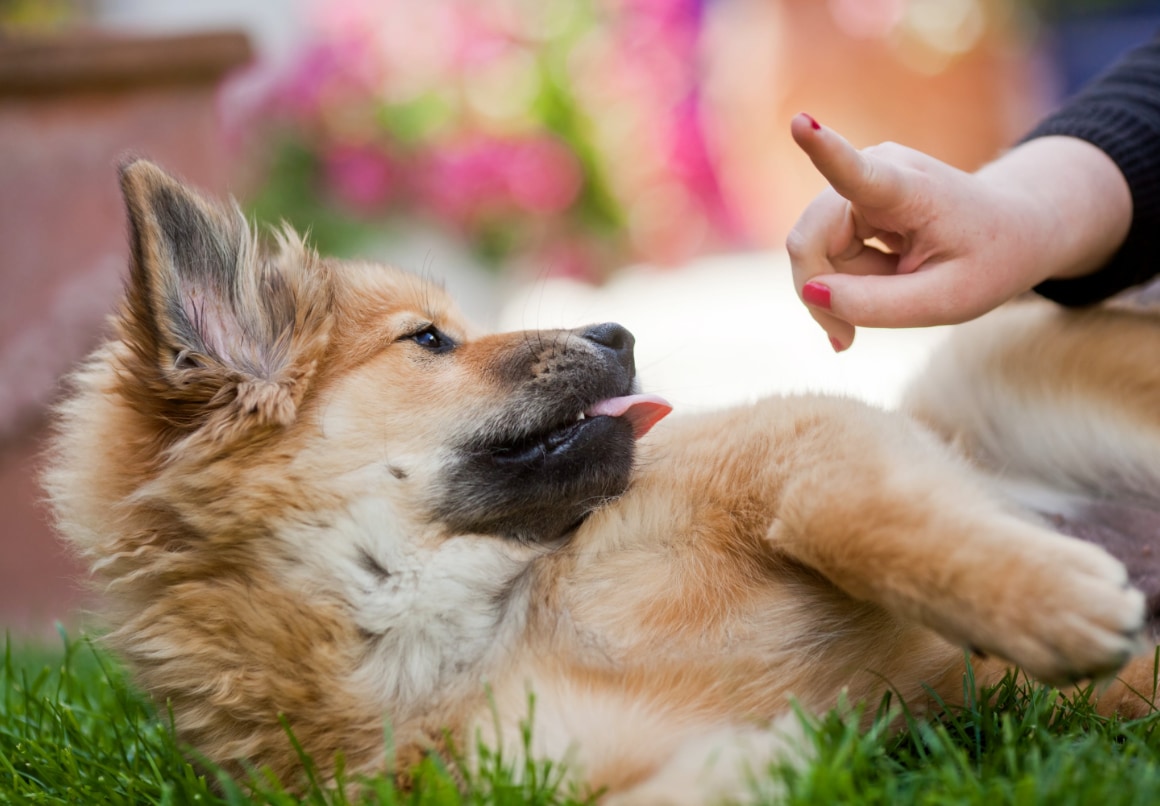 Pup bijten afleren met geluidssignalen