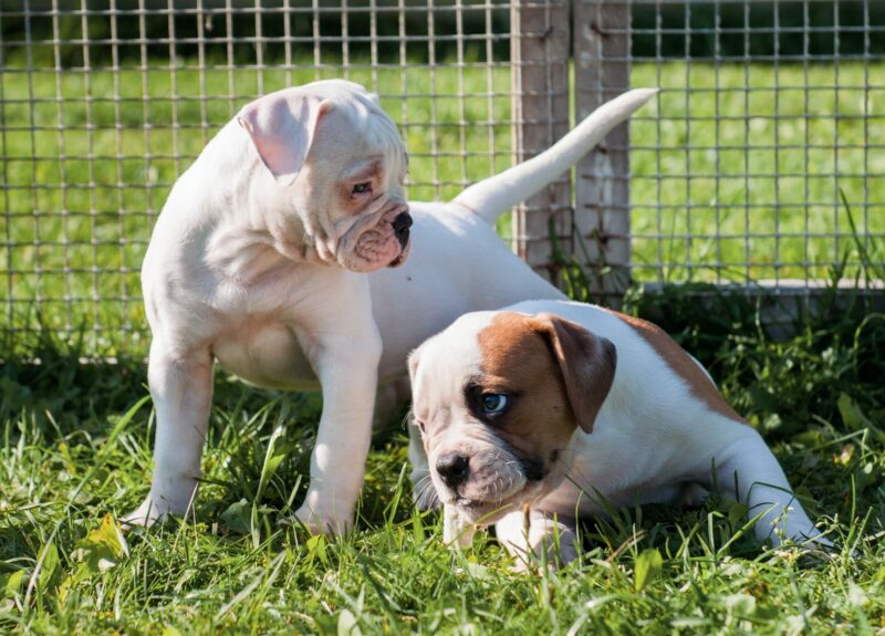 De complete gids voor een pup socialiseren (+7 tips)