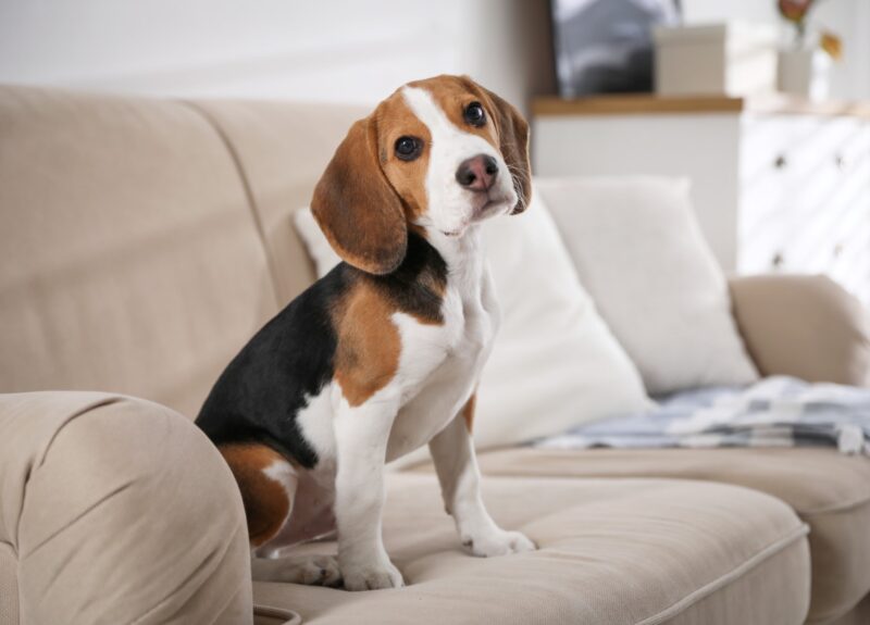 Mijn pup wil niet wandelen: wat is er aan de hand?