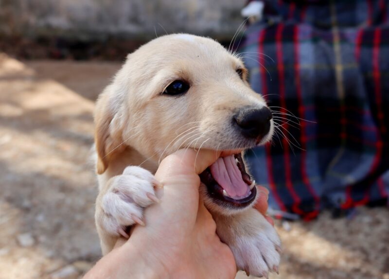 Puppy bijten afleren? 3 direct toepasbare tips