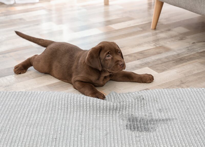 In 4 makkelijke stappen jouw puppy zindelijk maken