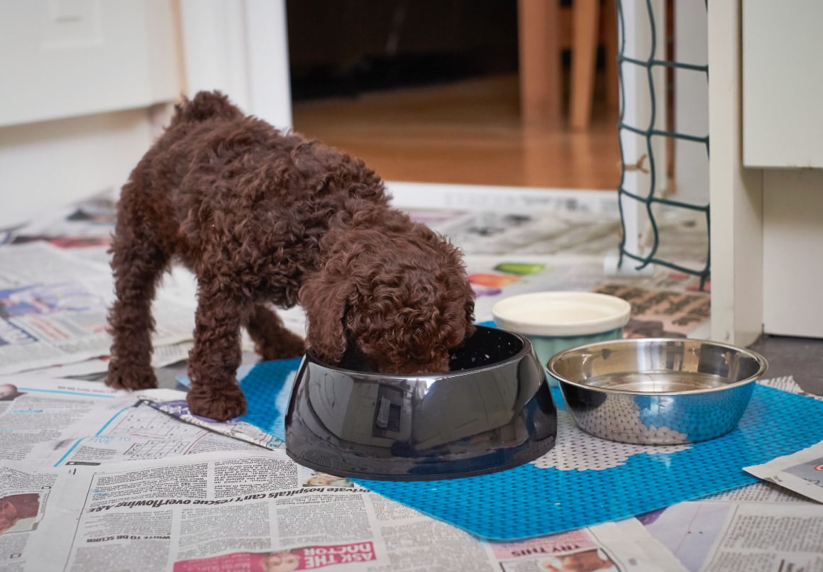 Pup eet uit roestvrij staal en plastic voerbak