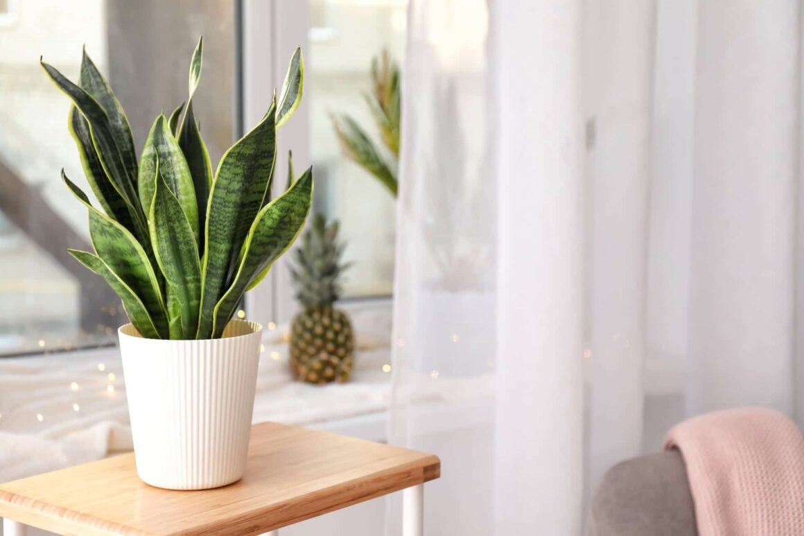 Vrouwentong of Sansevieria verzorgen