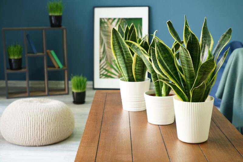 Sansevieria vrouwentong verzorgen ws01v01 1175833629