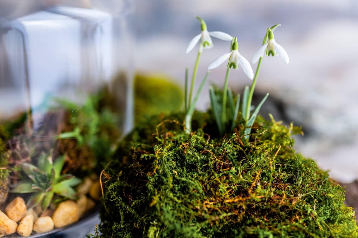 Sneeuwklokjes in mossarium