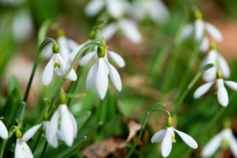 Sneeuwklokjes planten verzorgen ws01v01 235079280