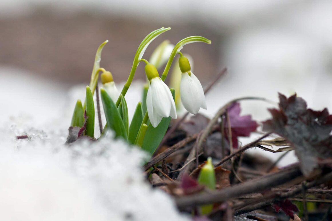 Sneeuwklokjes in het vroege voorjaar