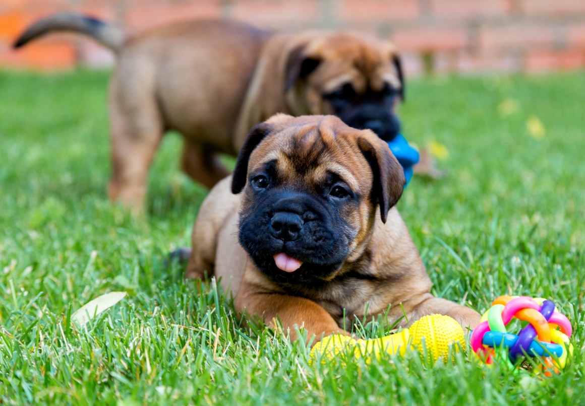 Speelgoed bijtende pups