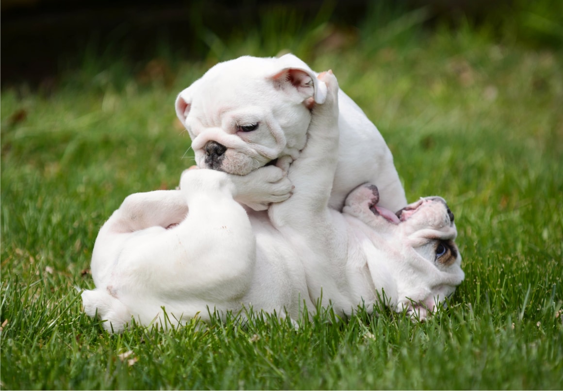 Spelende en bijtende pups buiten