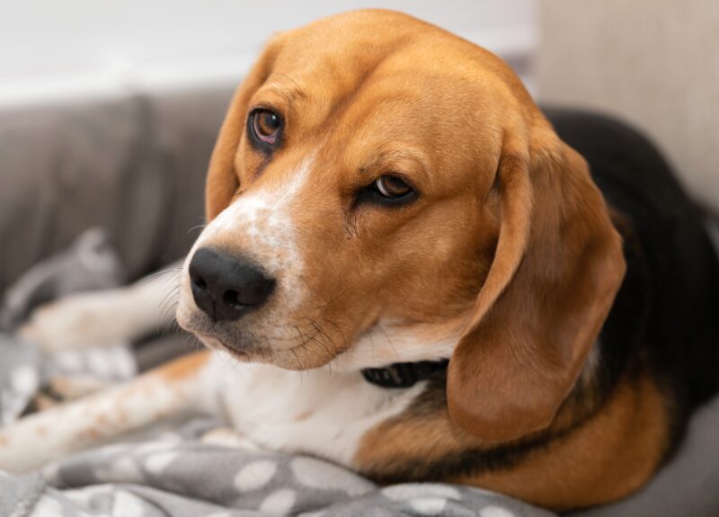 Dit zijn de symptomen van een stervende hond