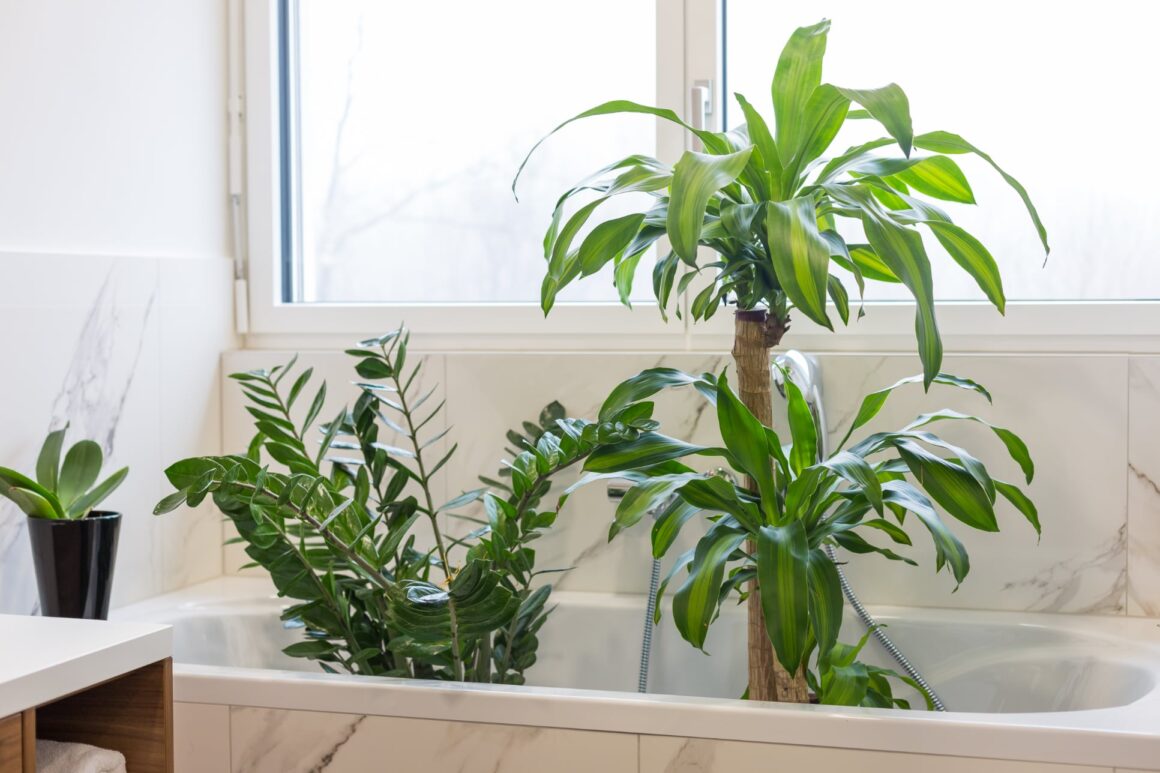 Stoffige kamerplanten douchen en schoonmaken