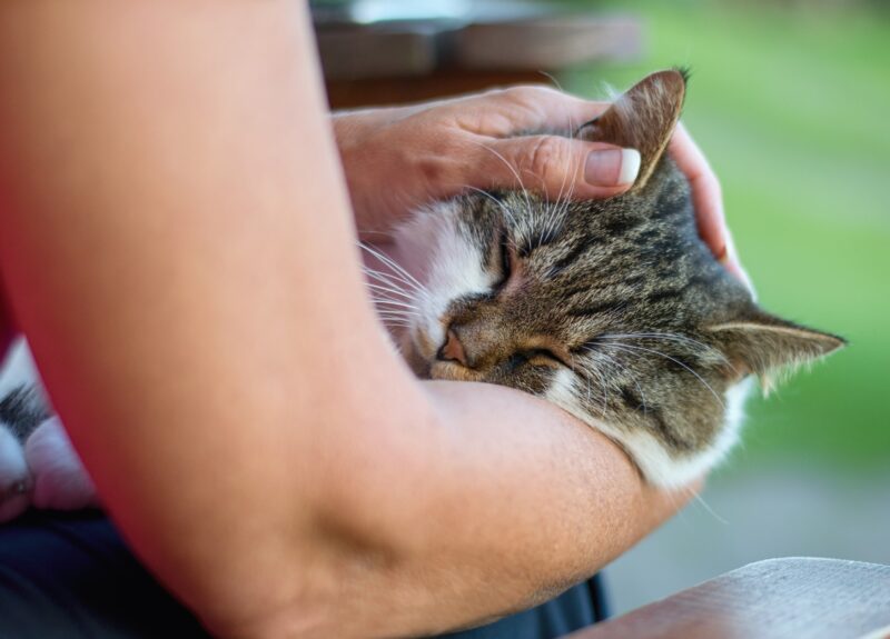 Zo kun je stress bij katten herkennen en voorkomen