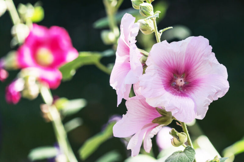 Struikmalva–lavatera thuringiaca lilac lady 1
