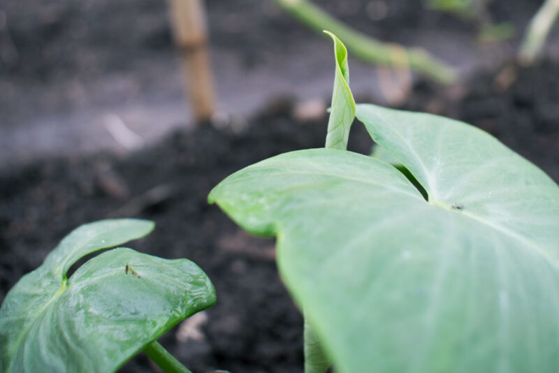 Tajerblad kweken planten oogsten