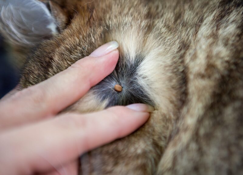 Teek verwijderen bij een kat op de juiste manier