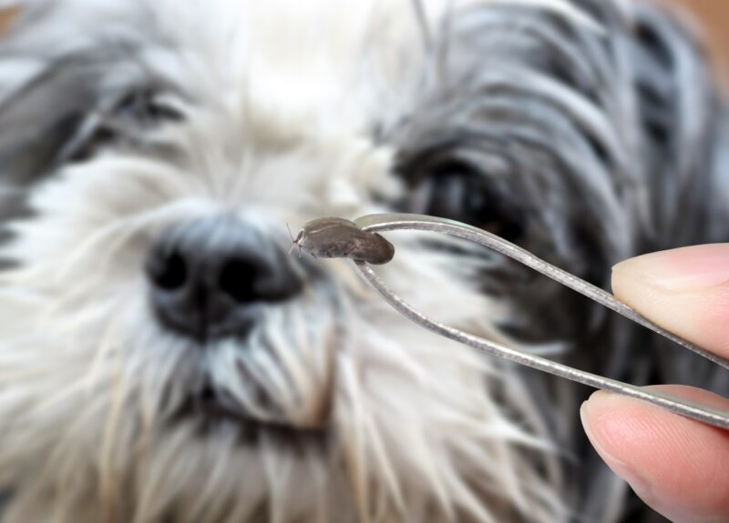 Zo moet je teken bij honden verwijderen en voorkomen