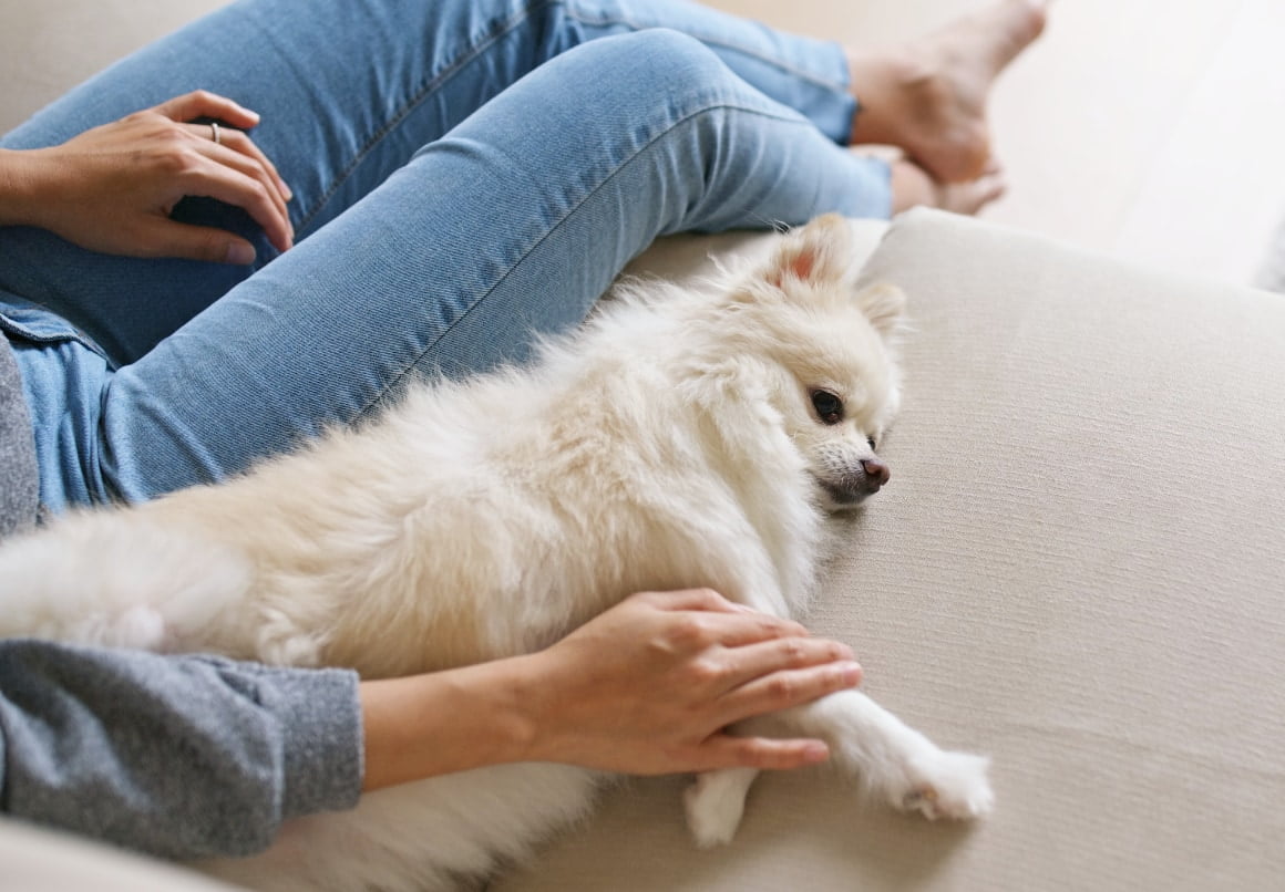 Effectieve tips voor honden met stress