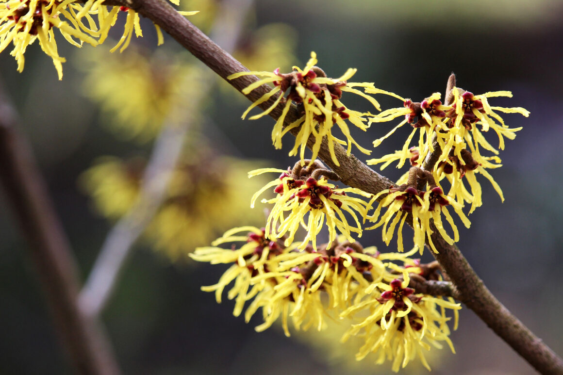 Toverhazelaar kweken, zaaien, planten en oogsten