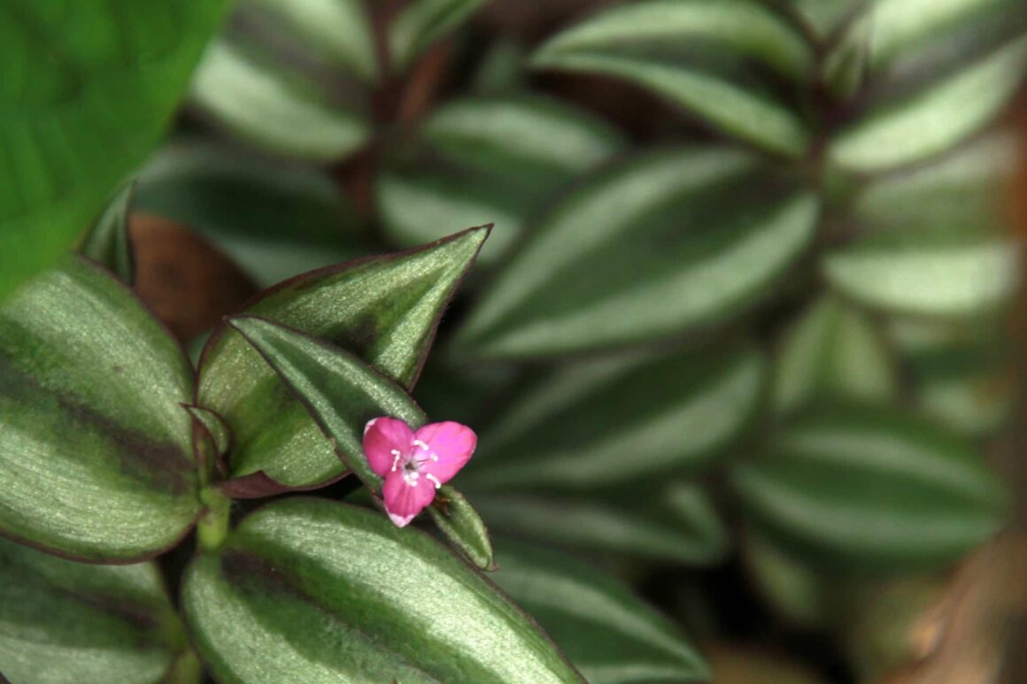 De Tradescantia of Vaderplant buiten in bloei van roze bloemen