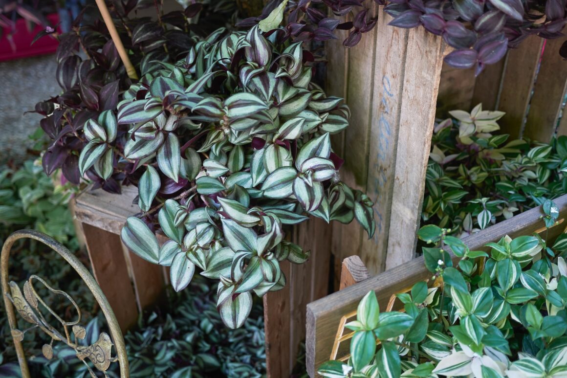 De Tradescantia of Vaderplant buiten in de tuin