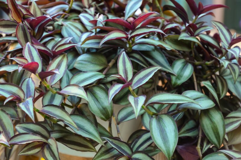 Tradescantia vaderplant verzorgen ws01v01 1055863338