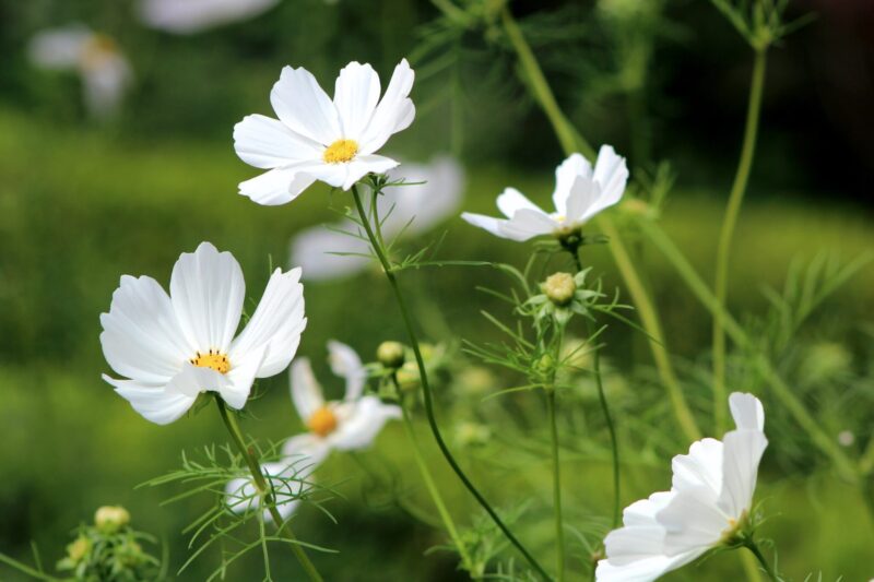 Tuinplanten met witte bloemen ws01v02 3909770 scaled