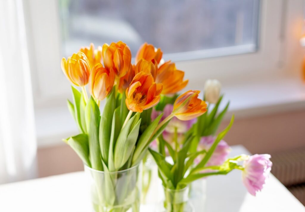 Tulpen giftig voor kat