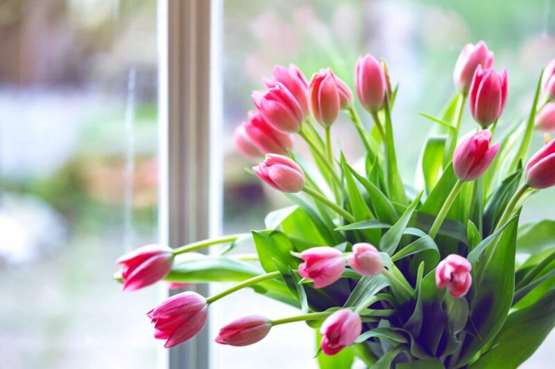 Tulpen verzorgen vaas ws01v01 1133077125