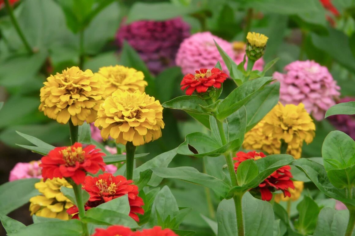 Diversen kleuren zinnia's in de tuin