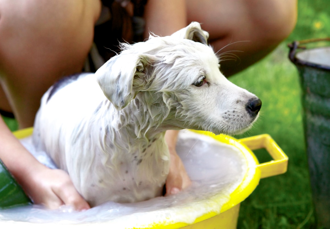 Stinkende hond wassen met shampoo