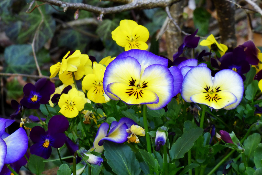 Viooltjes Planten in de Herfst